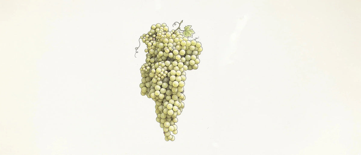 Illustrazione uva PX Pedro Ximenez