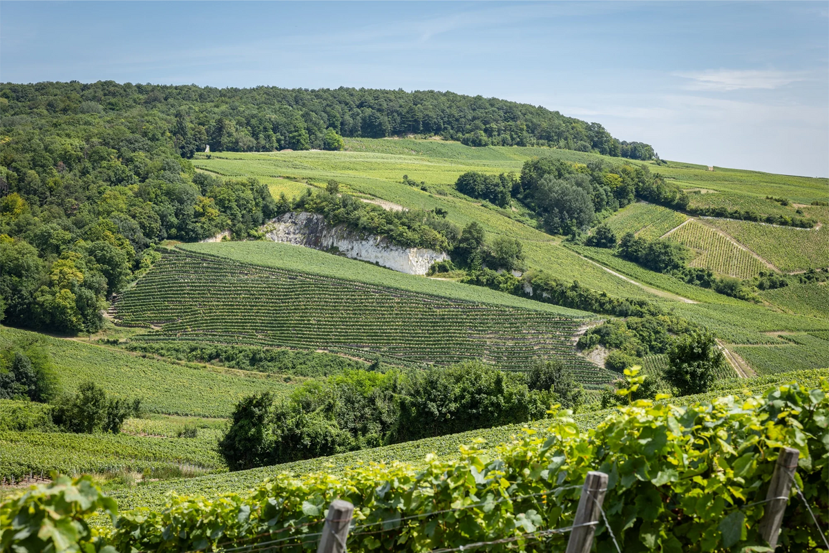 I vigneti Grand Cru di Ay, patria dei grandi Champagne a base Pinot Noir