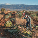 Akul Mezcal Agave