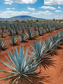 Agave Blu