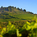 Gérard Bertrand Domaine de l'Aigle Vigneti