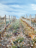 Gérard Bertrand photo by SOUFIANE ZAIDI