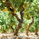 Gerard Bertrand Vite