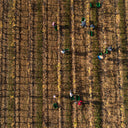 Royal Tokaji Harvest