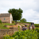 Un cavallo che lavora le vigne di Clos de Mouches di Joseph Drouhin